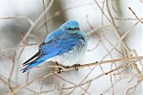 Mountain Bluebird